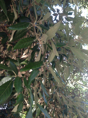 Notholithocarpus densiflorus densiflorus