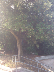 Notholithocarpus densiflorus densiflorus