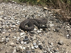 Clonophis kirtlandii