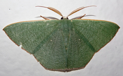 Pelagodes antiquadraria