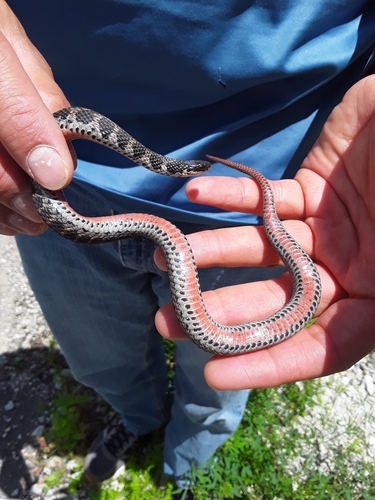 Photo of a Kirtland's Snake (Clonophis kirtlandii)