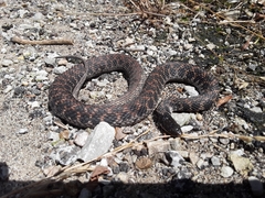 Clonophis kirtlandii