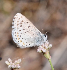 Euphilotes enoptes enoptes
