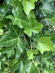 Hedera helix