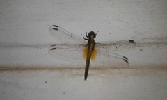 Erythrodiplax melanorubra