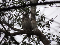 Bubo virginianus mayensis
