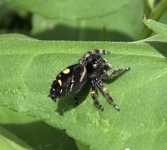 Phidippus audax