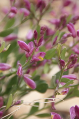 Rhinotropis subspinosa