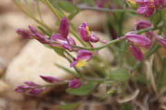 Rhinotropis subspinosa