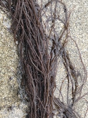Gracilariopsis