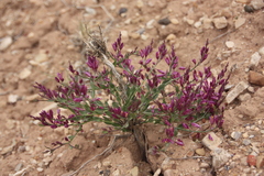 Rhinotropis subspinosa