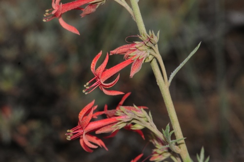 Ipomopsis aggregata