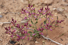 Rhinotropis subspinosa