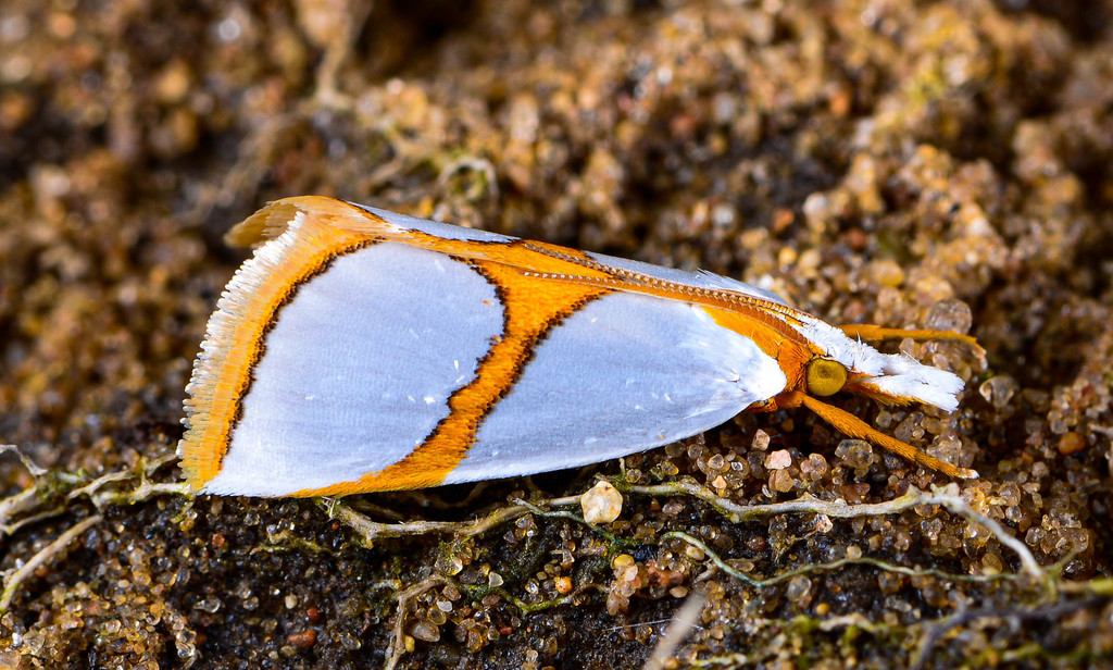 Curved-lined Vaxi Moth