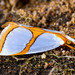 Curved-lined Vaxi Moth - Photo (c) ksandsman, some rights reserved (CC BY), uploaded by ksandsman