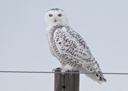 Snowy Owl photographed in North Dakota