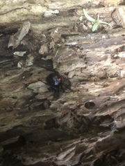 Latrodectus variolus