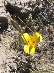 Calochortus aureus