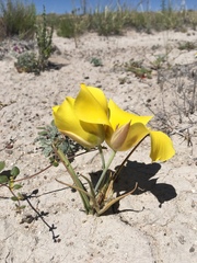 Calochortus aureus