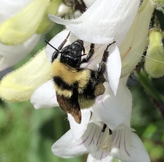 Bombus fervidus