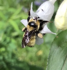 Bombus fervidus