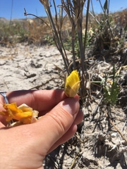 Calochortus aureus