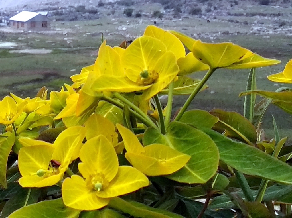 Holophyllum
