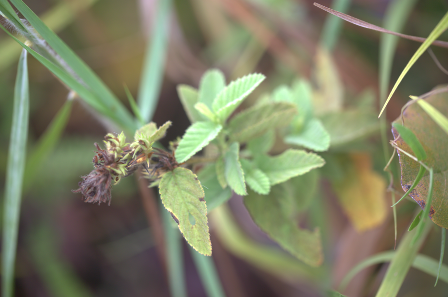 Image of Melochia spicata by (c) Guillaume Delaitre, some rights reserved (CC BY)
