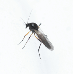 Palpomyia