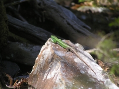 Iberolacerta monticola