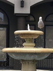 Larus heermanni