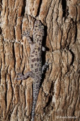 Hemidactylus turcicus