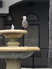 Larus heermanni