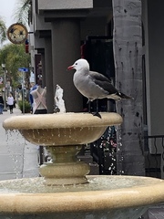Larus heermanni
