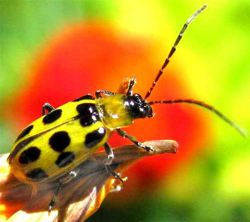 Spotted cucumber beetle