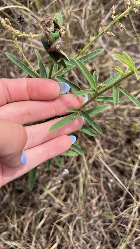 Image of Desmodium sessilifolium by (c) diana schwartz, some rights reserved (CC BY)