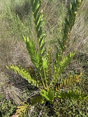 Acrostichum danaeifolium