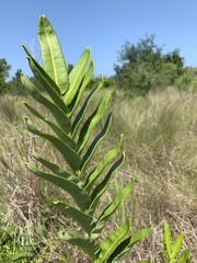 Acrostichum danaeifolium