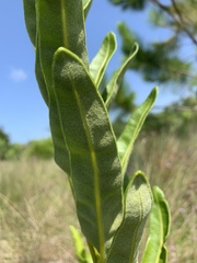Acrostichum danaeifolium