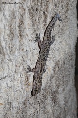 Hemidactylus turcicus