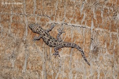 Hemidactylus turcicus