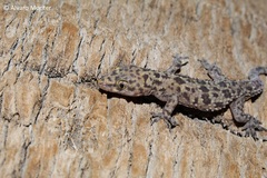 Hemidactylus turcicus