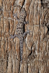 Hemidactylus turcicus