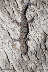 Hemidactylus turcicus