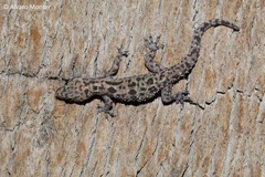 Hemidactylus turcicus
