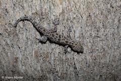 Hemidactylus turcicus