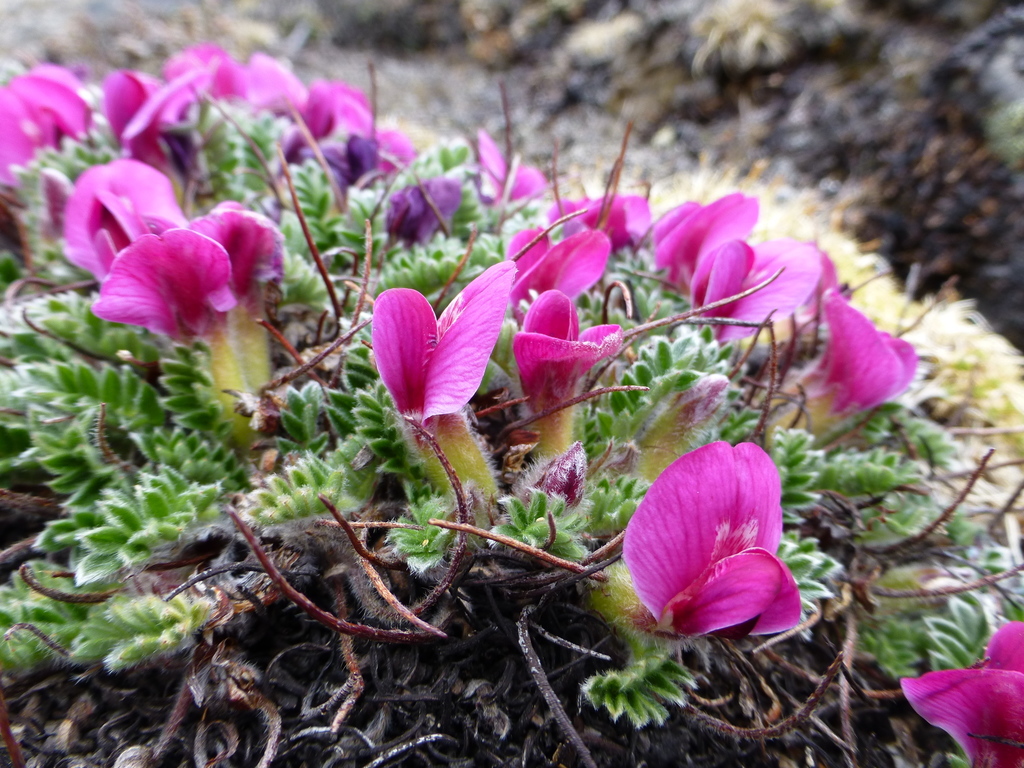 Chesneya purpurea