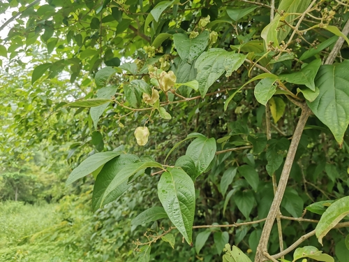 Hymenopyramis brachiata observed 2024-08-30
