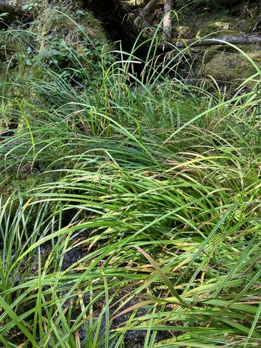 Image of Carex scabrata by no rights reserved