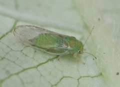 Cacopsylla peregrina